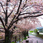 下吉田橋の桜